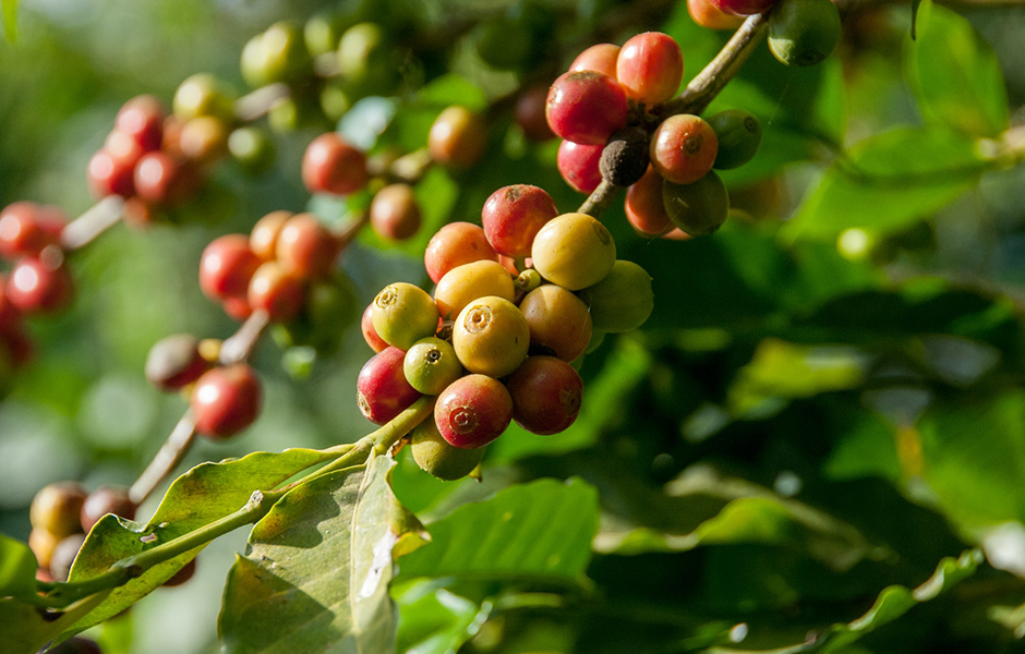 coffee bush